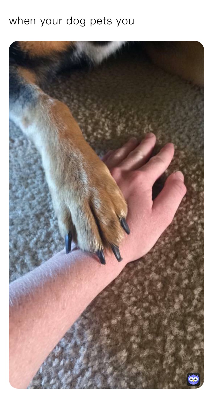 when your dog pets you 