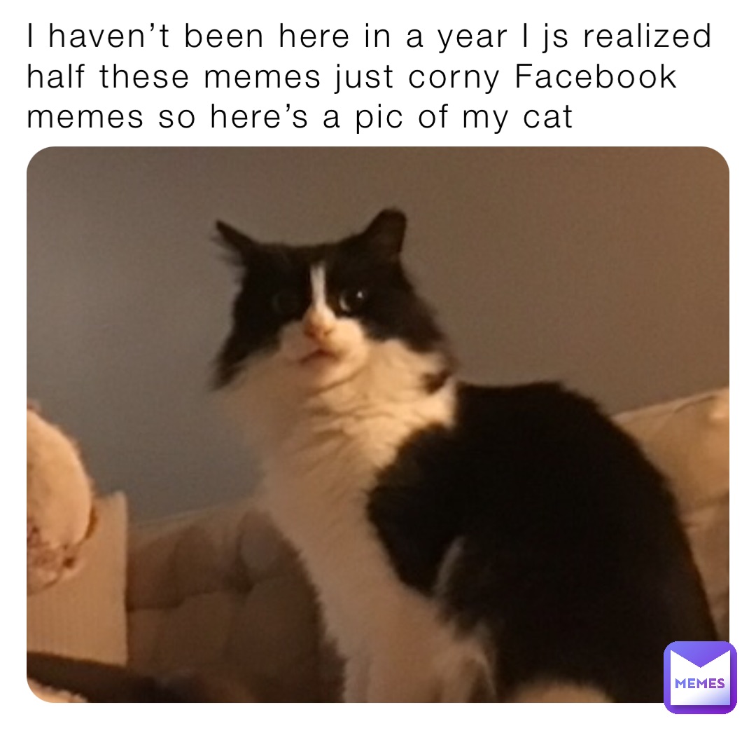 I haven’t been here in a year I js realized half these memes just corny Facebook memes so here’s a pic of my cat