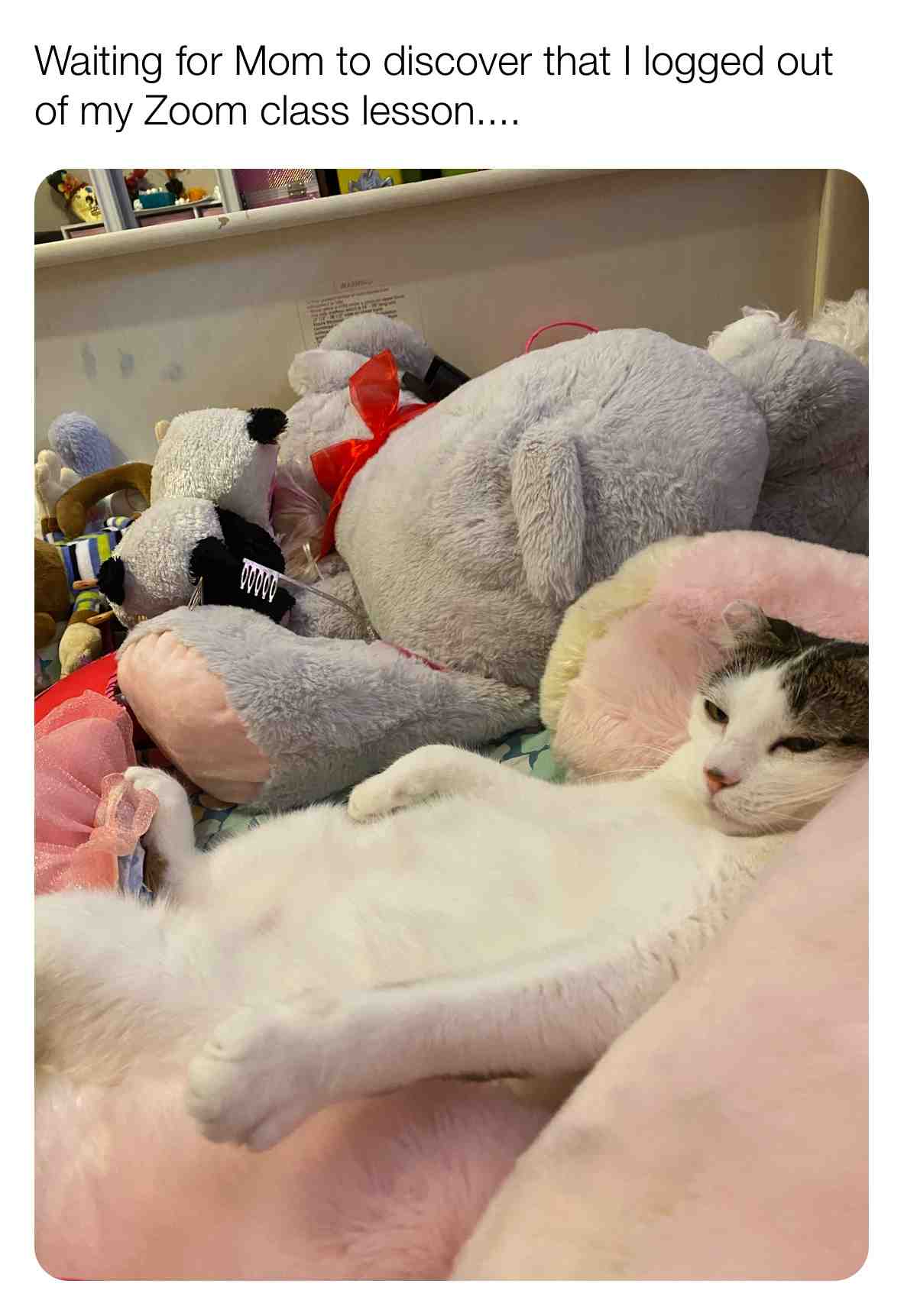 Meme shared by @TO_Biasiolli