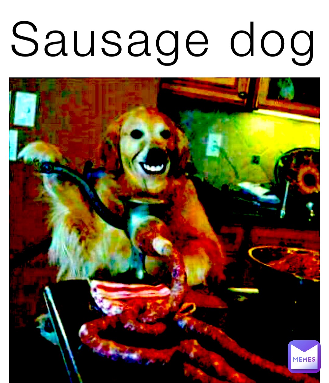 Sausage dog