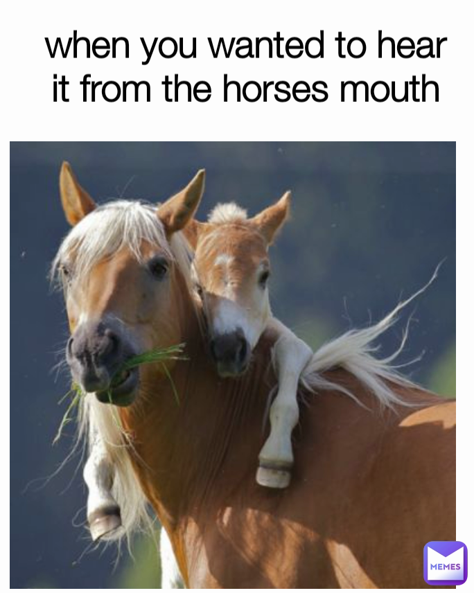 when you wanted to hear it from the horses mouth