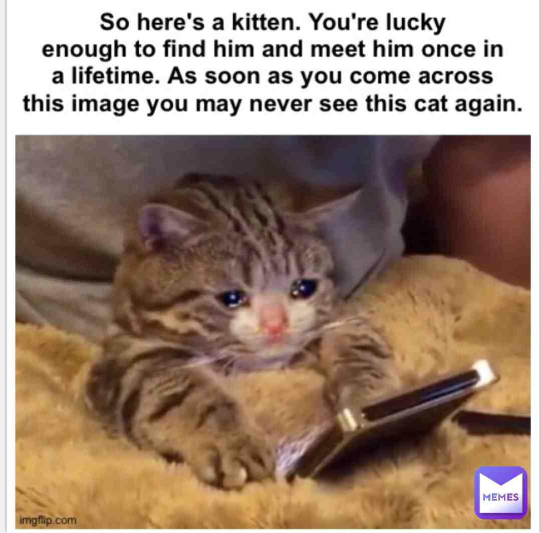 #us3rn3m #cat #sad #meme #neversee #memedaily #catmeme