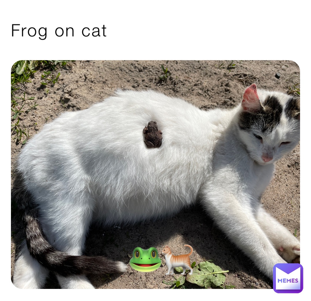 Frog on cat 🐸🐈