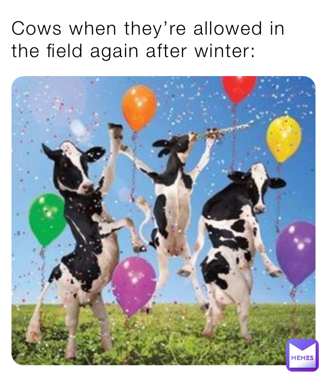 Cows when they’re allowed in the field again after winter: