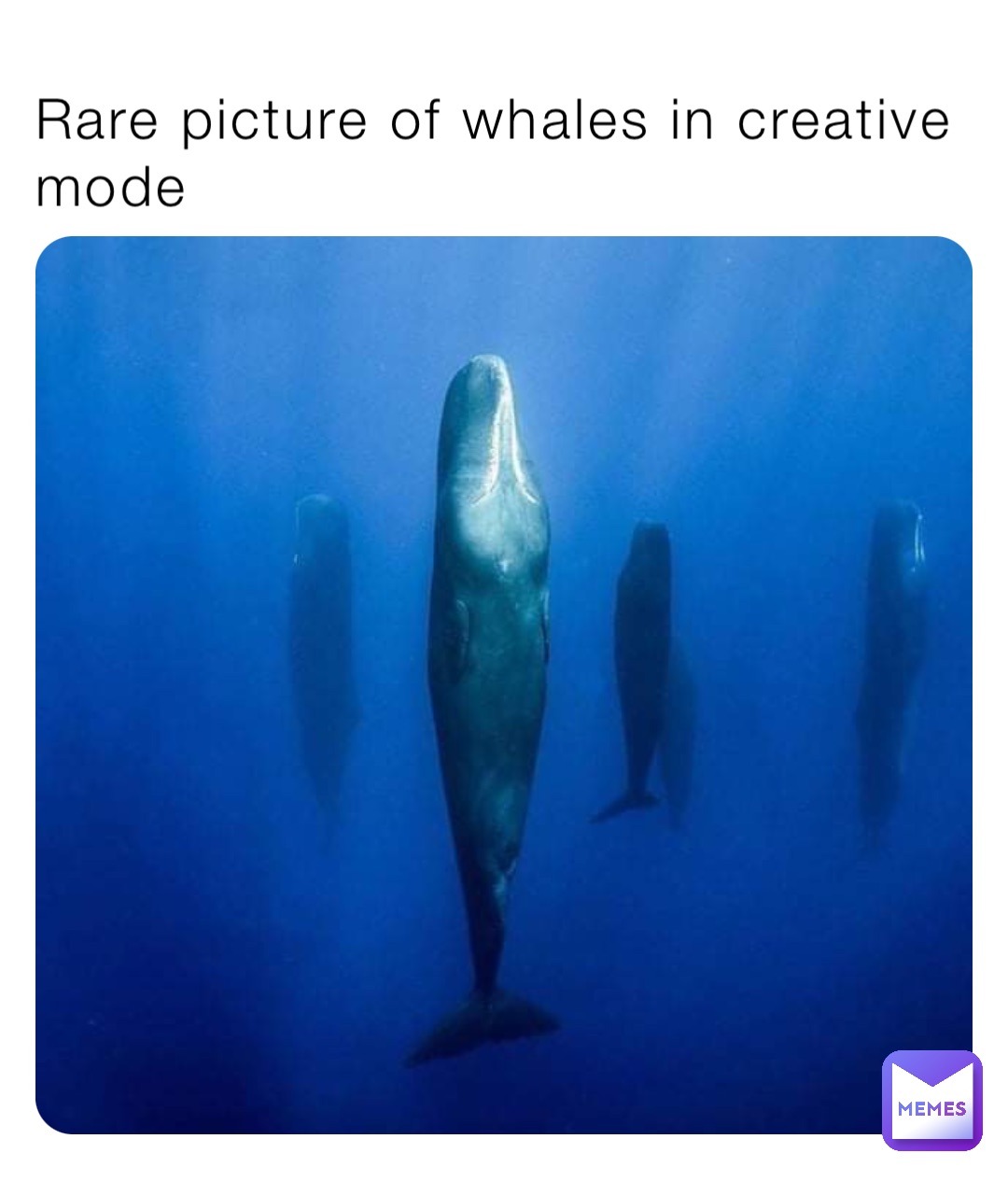 Rare picture of whales in creative mode