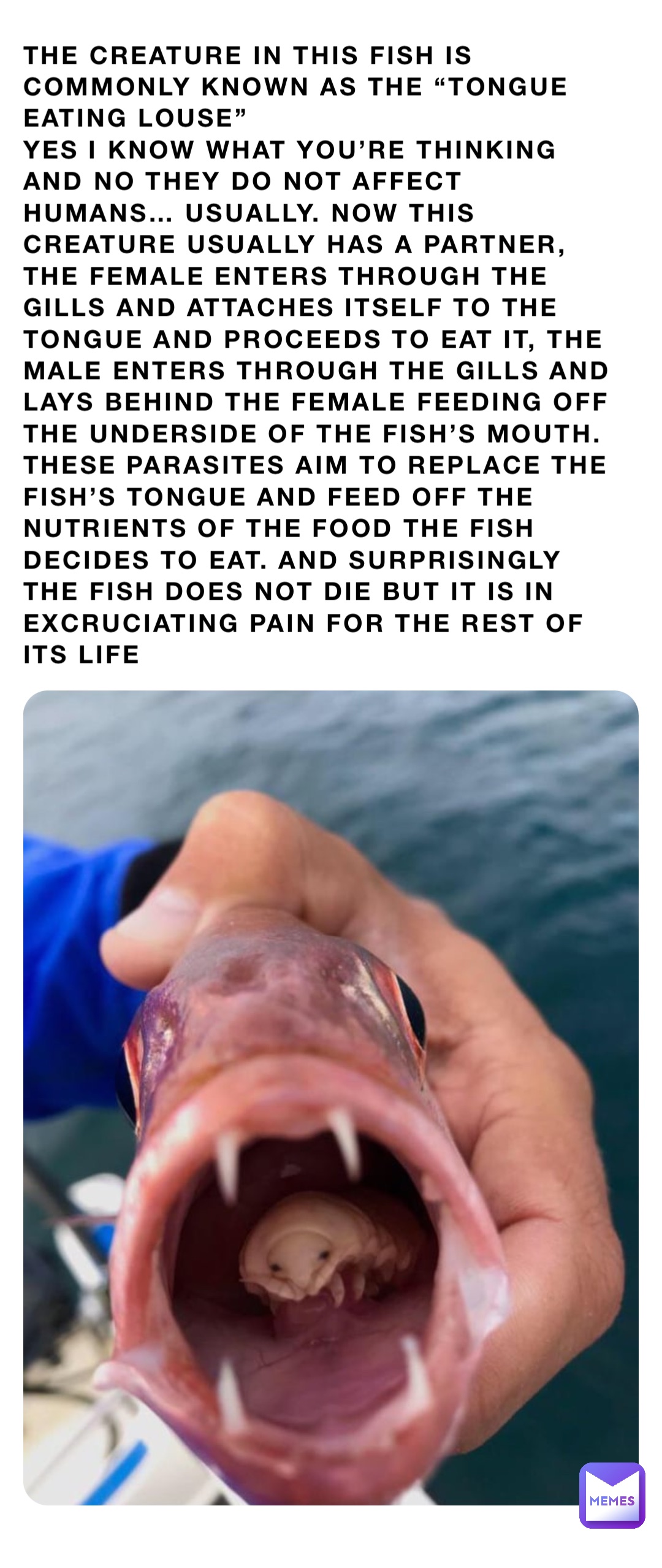 The creature in this fish is commonly known as the “Tongue Eating Louse” 
Yes i know what you’re thinking and no they do not affect humans… usually. Now this creature usually has a partner, the female enters through the gills and attaches itself to the tongue and proceeds to eat it, the male enters through the gills and lays behind the female feeding off the underside of the fish’s mouth. These parasites aim to replace the fish’s tongue and feed off the nutrients of the food the fish decides to eat. And surprisingly the fish does not die but it is in excruciating pain for the rest of its life