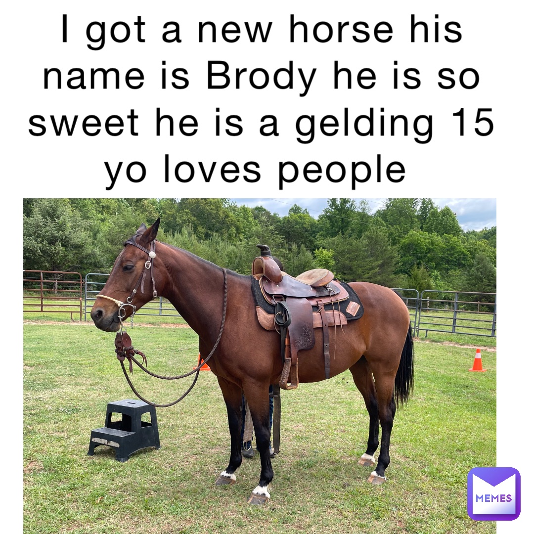 I got a new horse his name is Brody he is so sweet he is a gelding 15 yo loves people