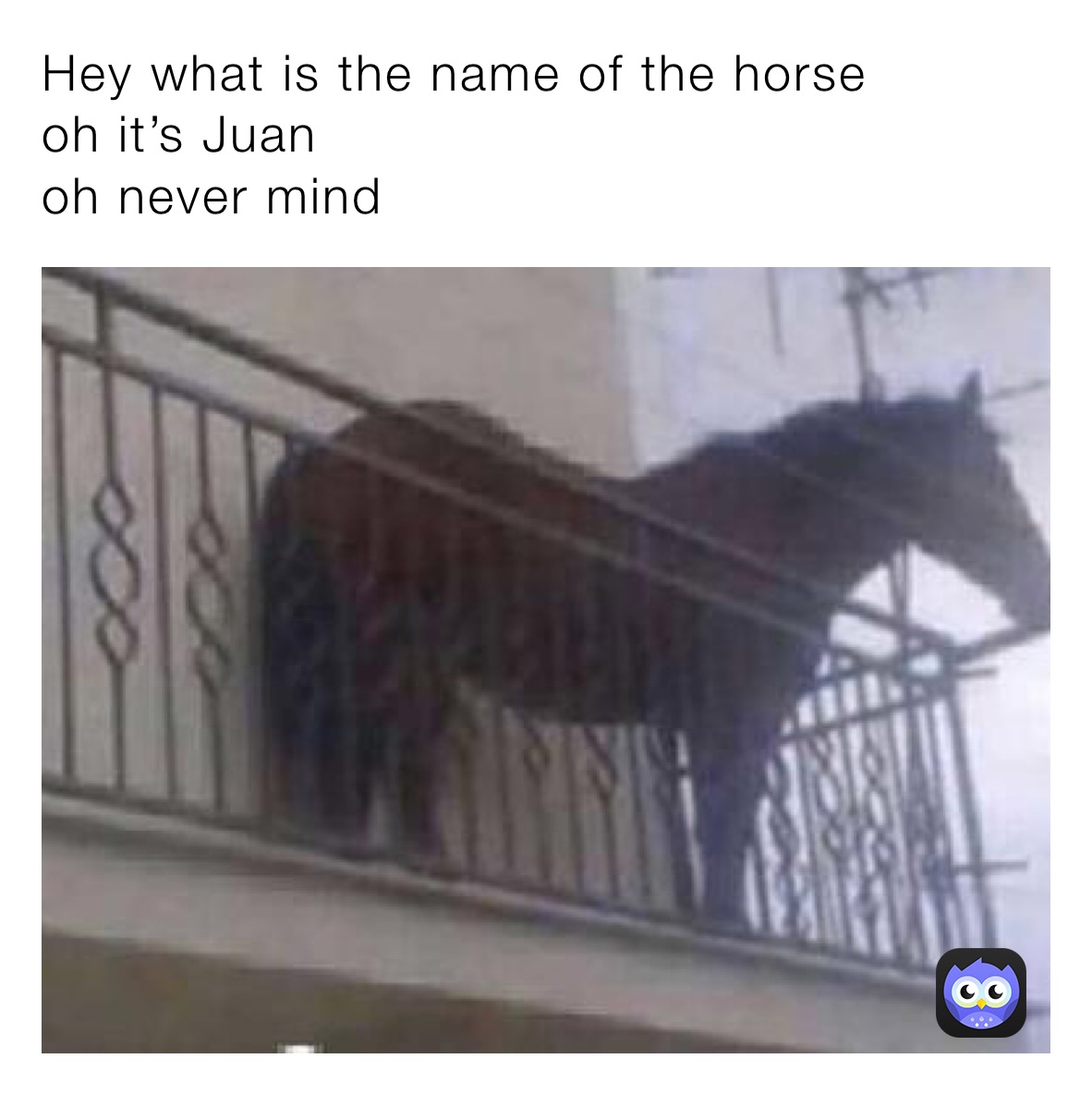 Hey what is the name of the horse
oh it’s Juan
oh never mind 