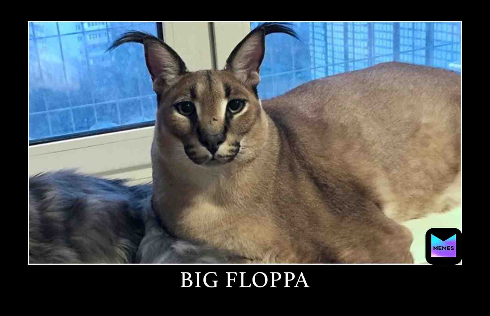 Like for Big Floppa  #memes  #bigfloppa  #cats #original