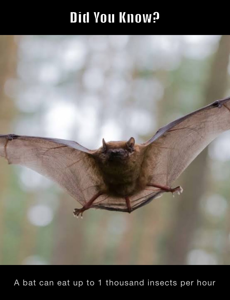 Did You Know?  A bat can eat up to 1 thousand insects per hour