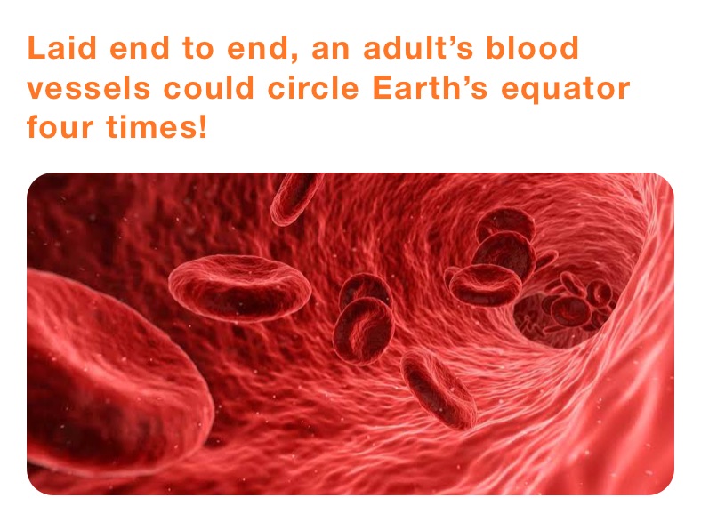 Laid end to end, an adult’s blood vessels could circle Earth’s equator four times!