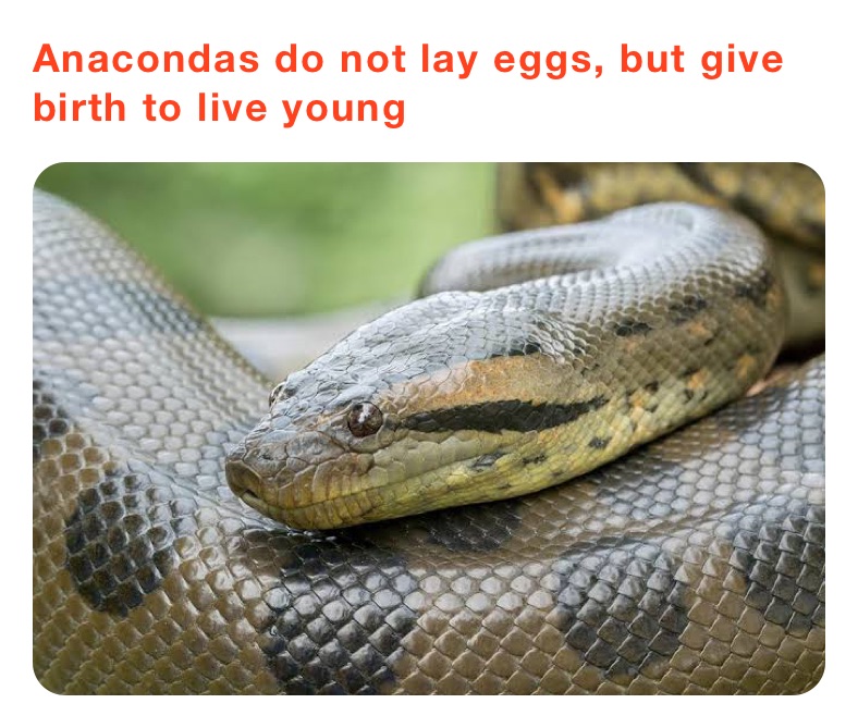 Anacondas do not lay eggs, but give birth to live young