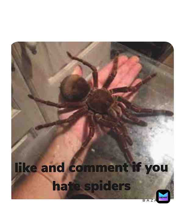 #spiders