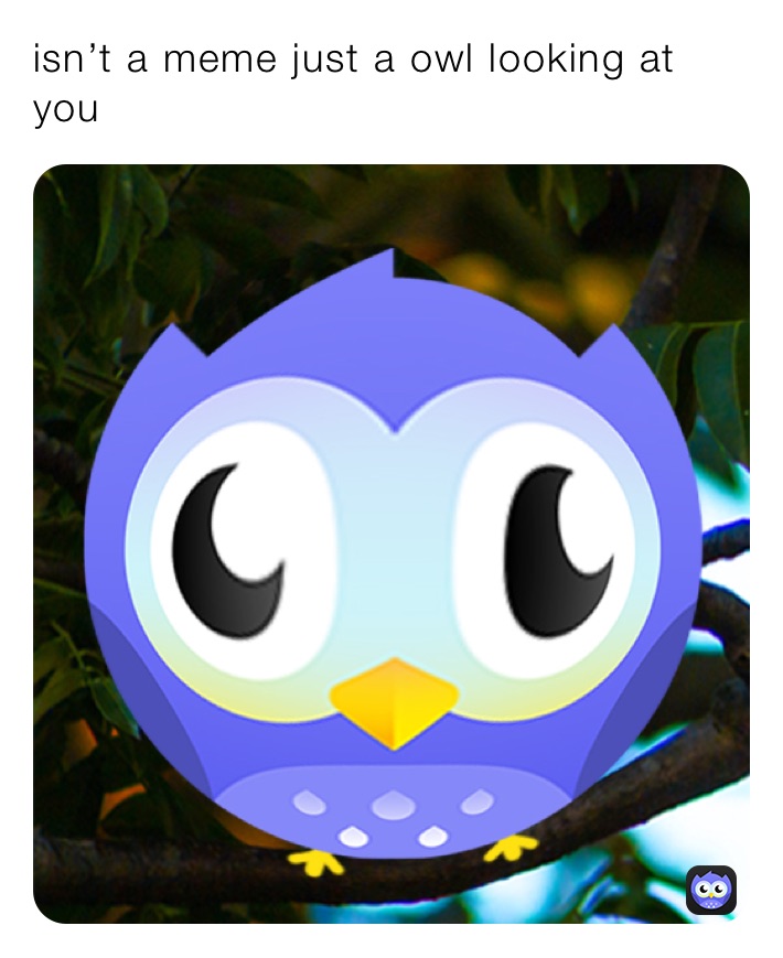 isn’t a meme just a owl looking at you