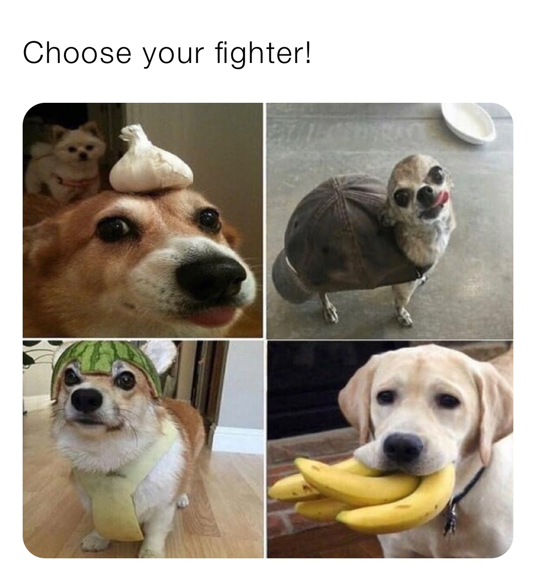 Choose your fighter! 