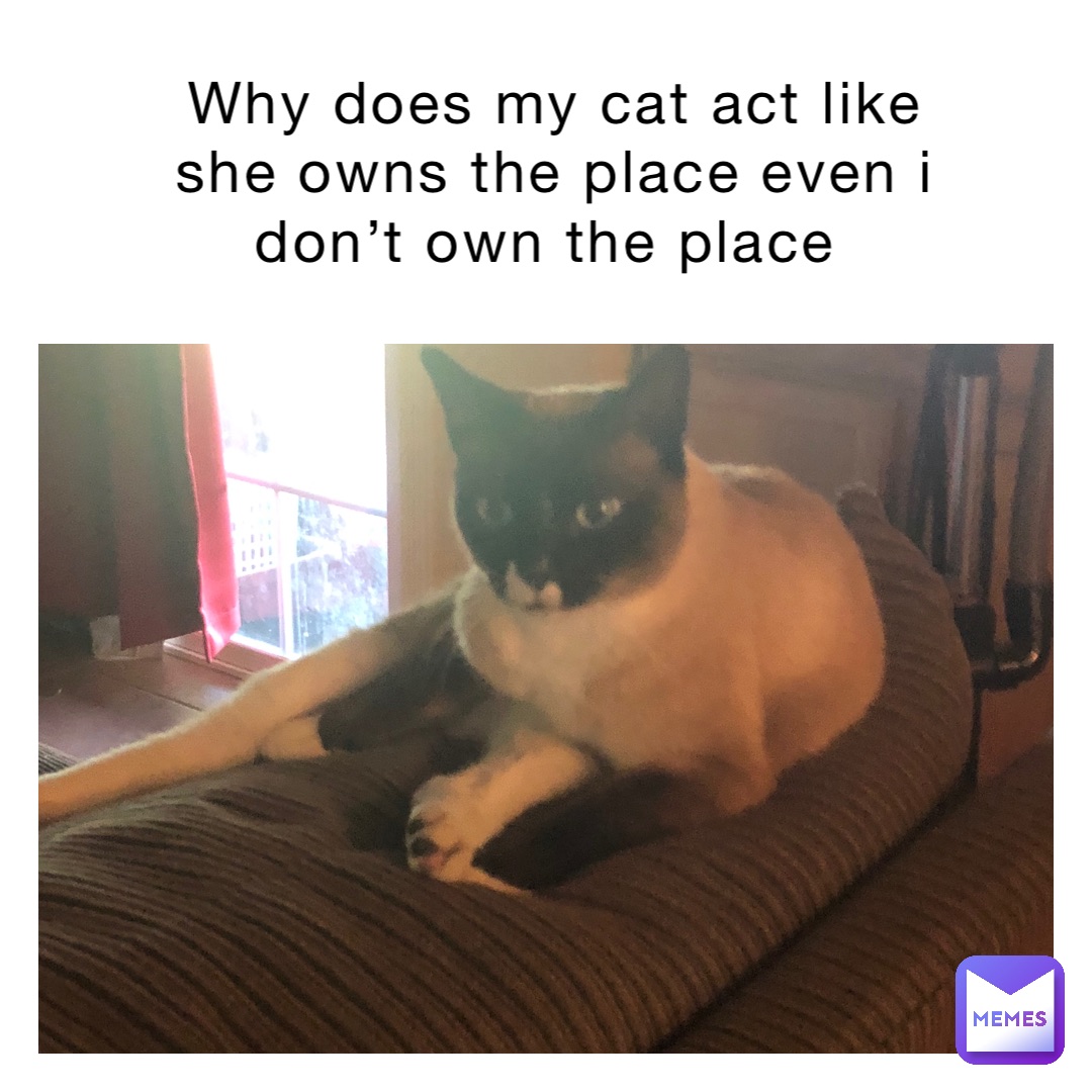 why does my cat act like she owns the place even I don’t own the place