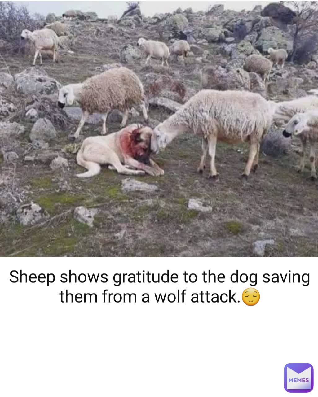 Sheep shows gratitude to the dog saving them from a wolf attack.😌