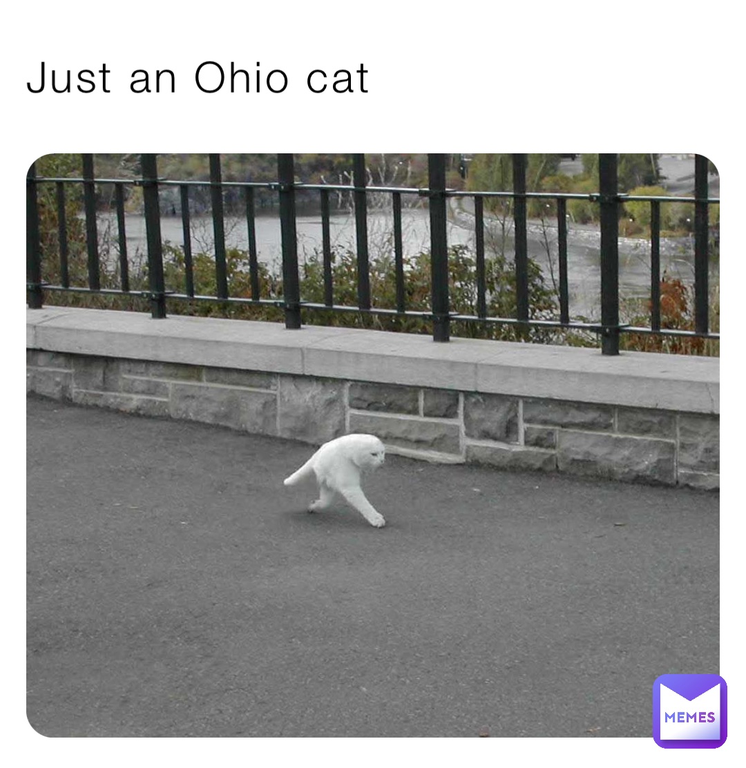 Just an Ohio cat