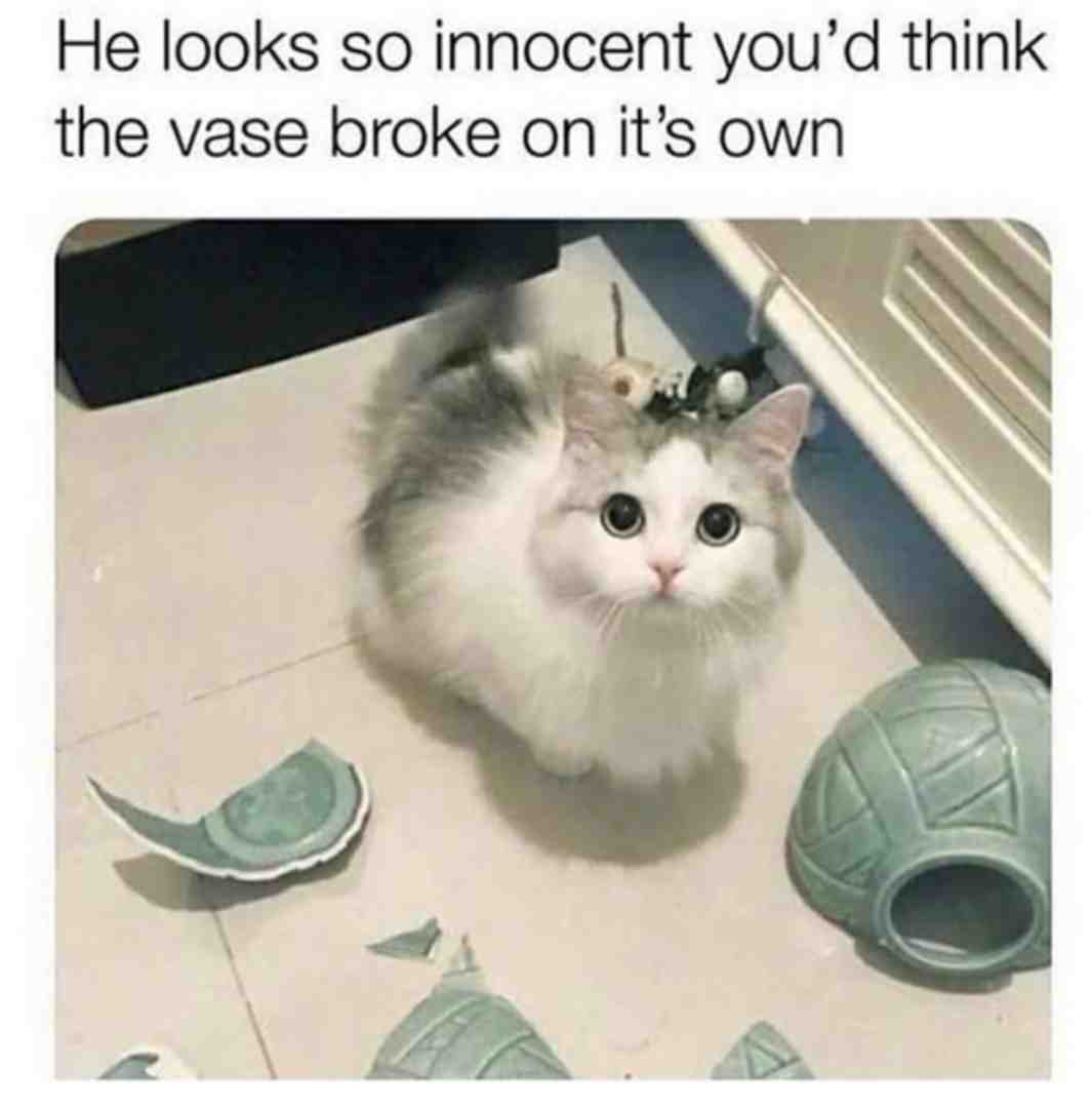 Cat boi is nice😀