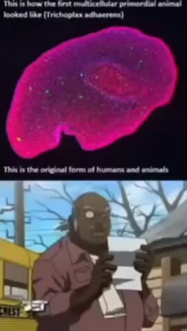 Meme shared by @TheYellowToad