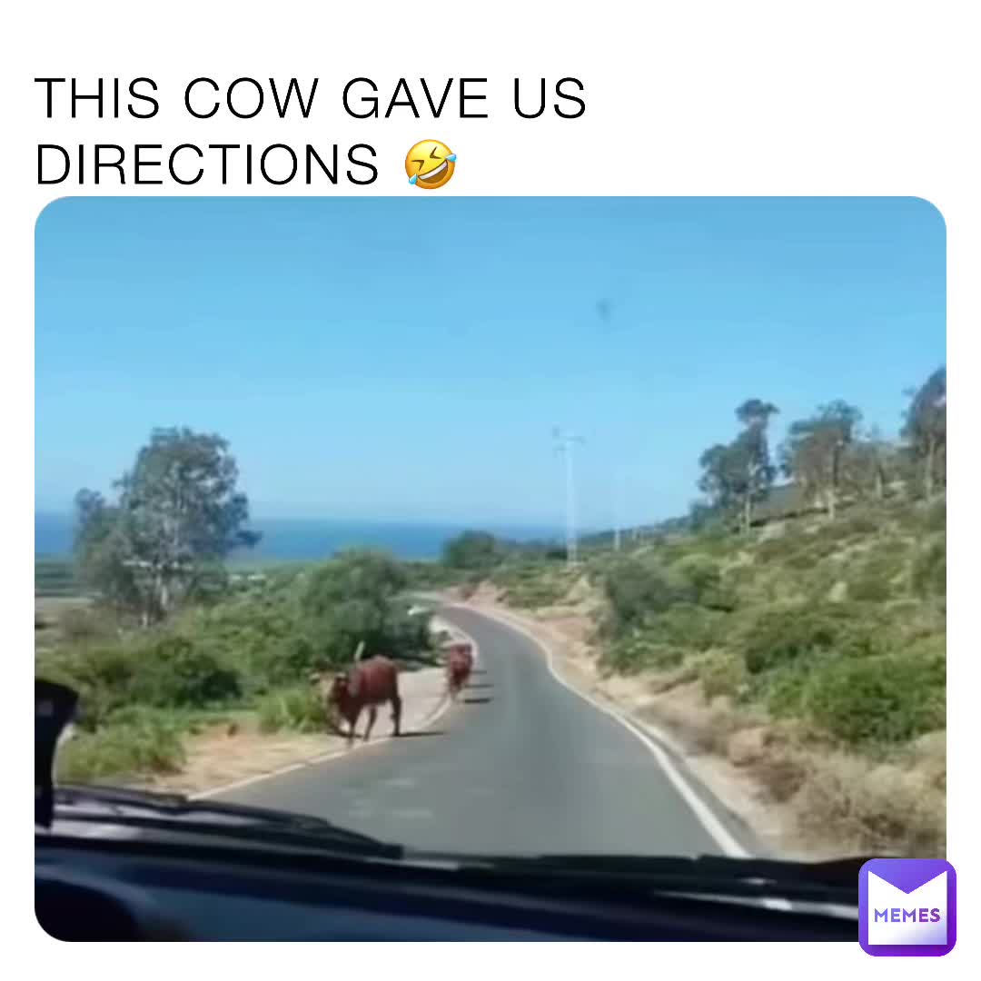 COW 🐄 #memes #cows #mexico #mexican
