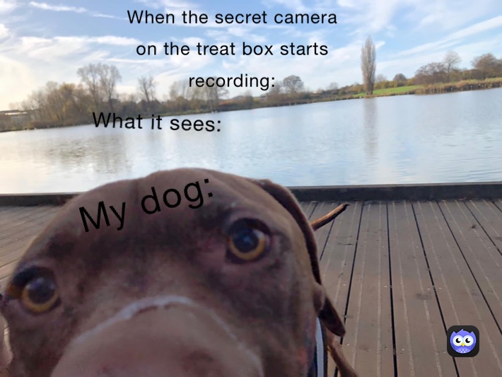 When the secret camera in the treat box starts recording: