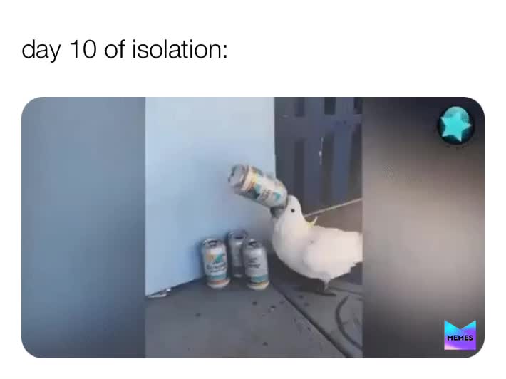 🤩🤡 #funny  #meme  #yes  #beer  #me  #bird