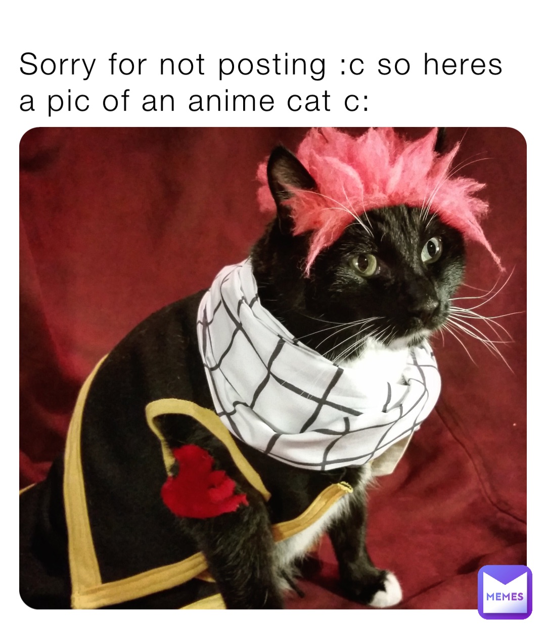Top 129+ cat anime memes best - highschoolcanada.edu.vn