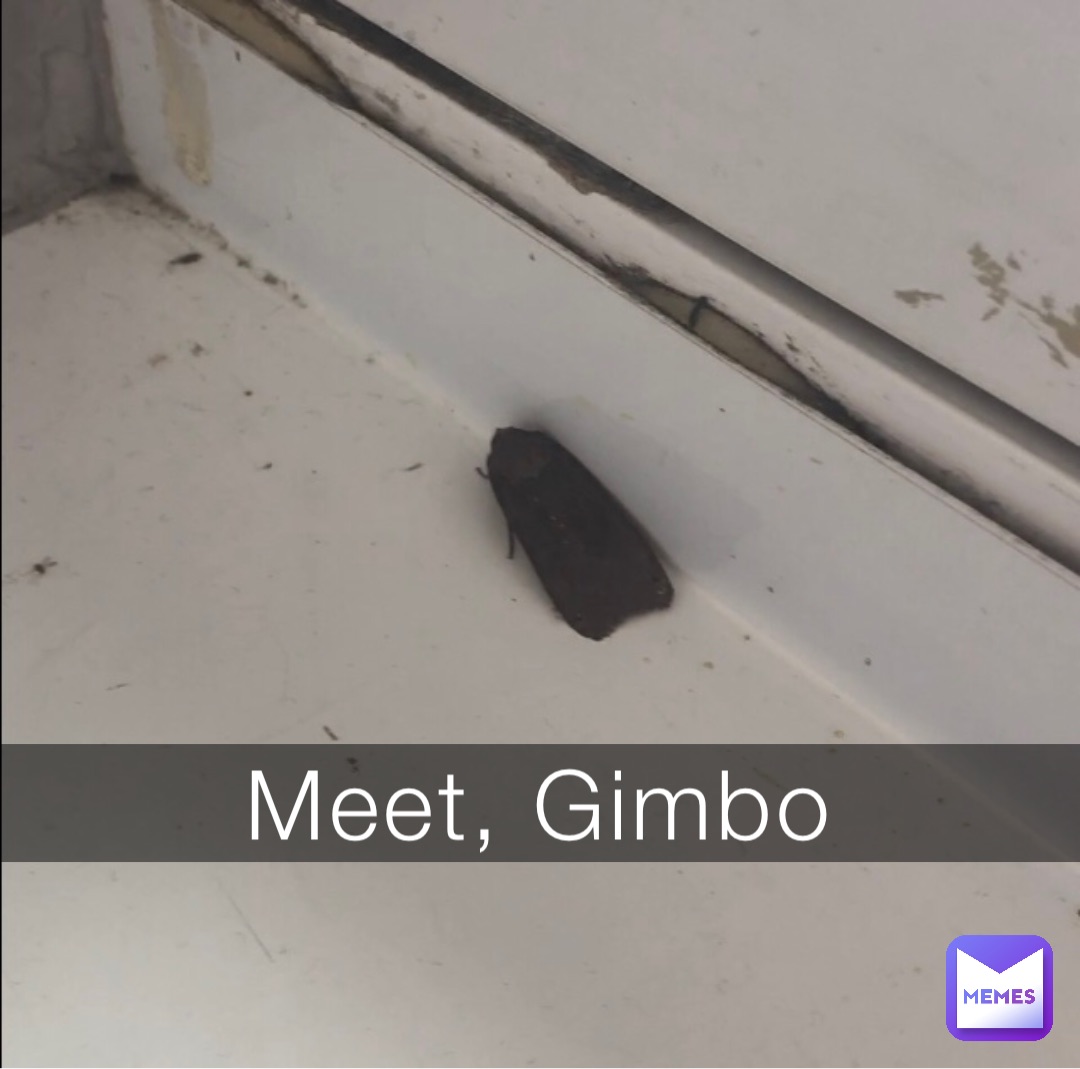 Meet, Gimbo