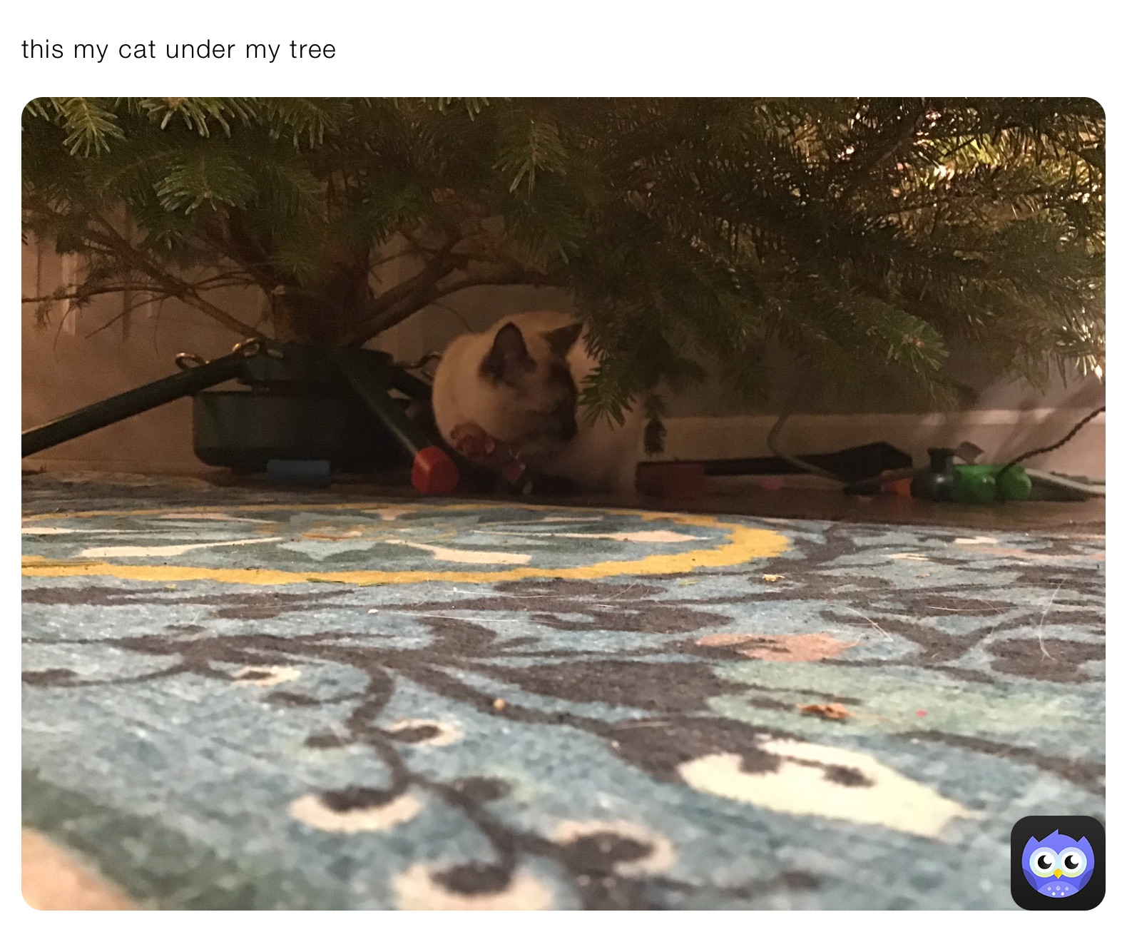 this my cat under my tree