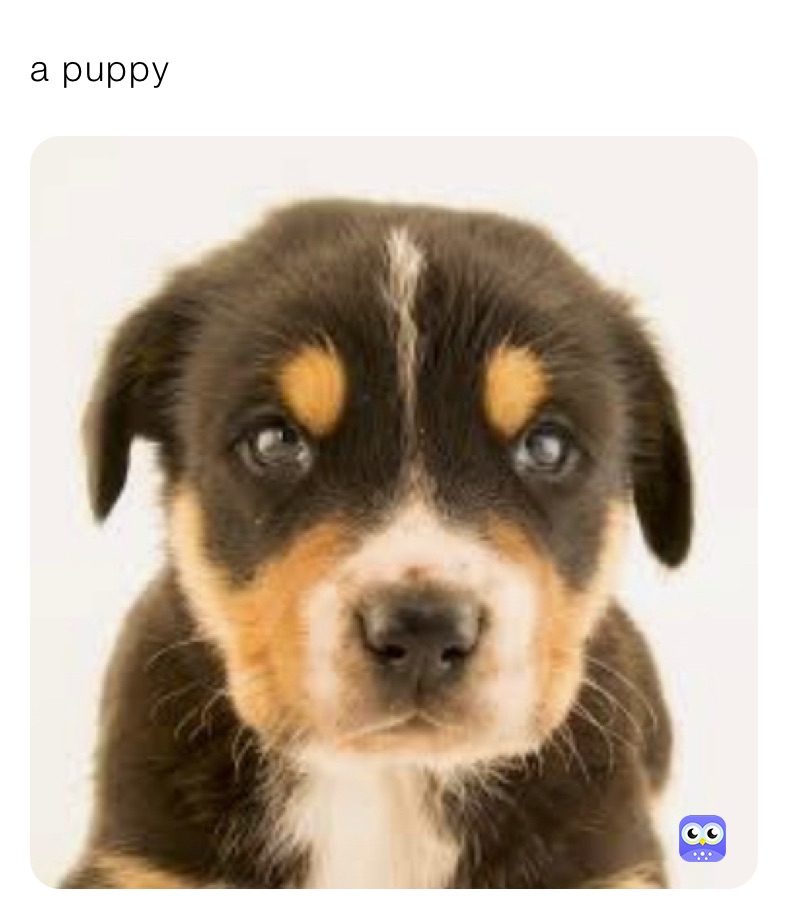 a puppy 