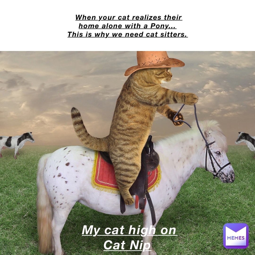 When your cat realizes their home alone with a Pony... This is why we