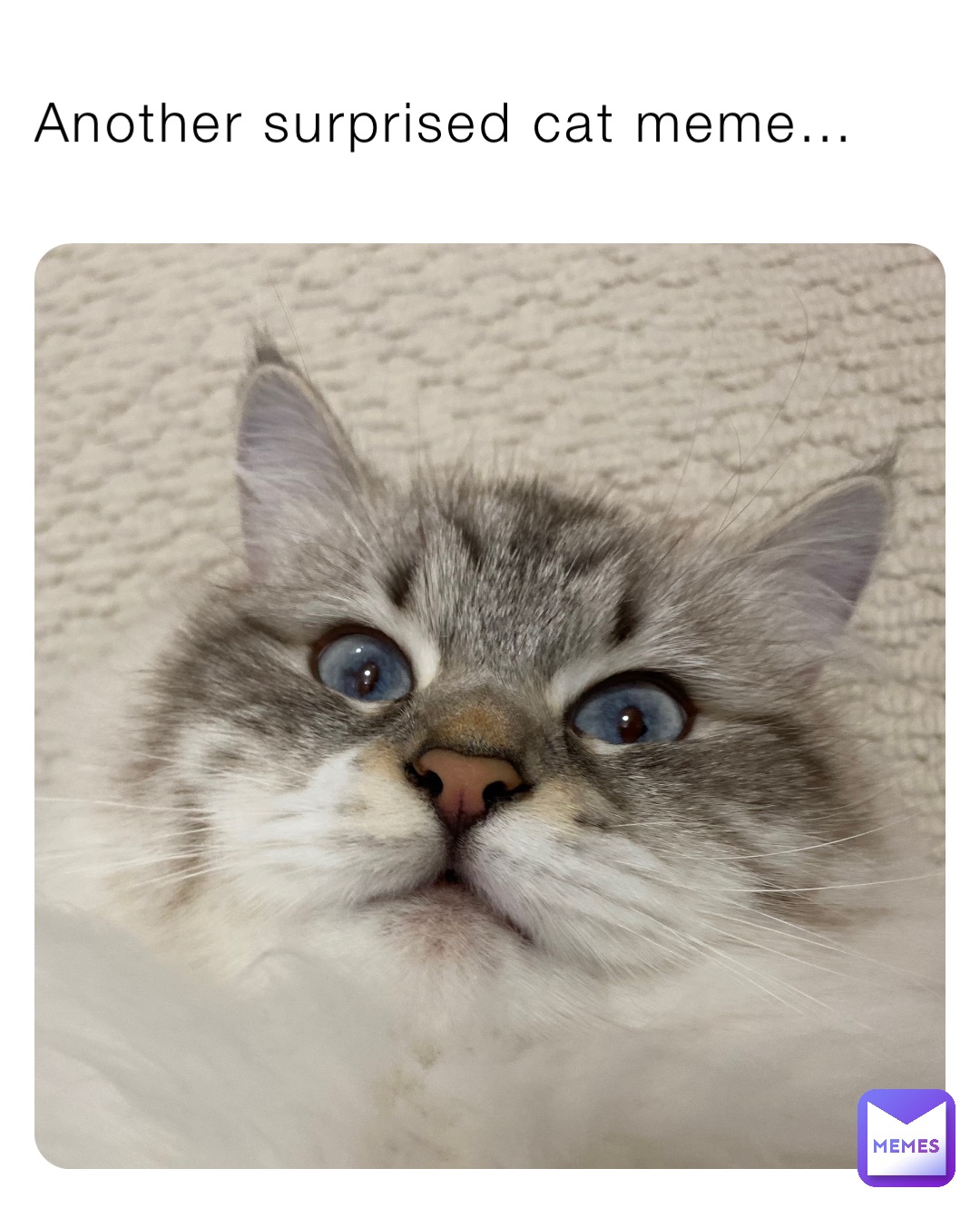 Another surprised cat meme…