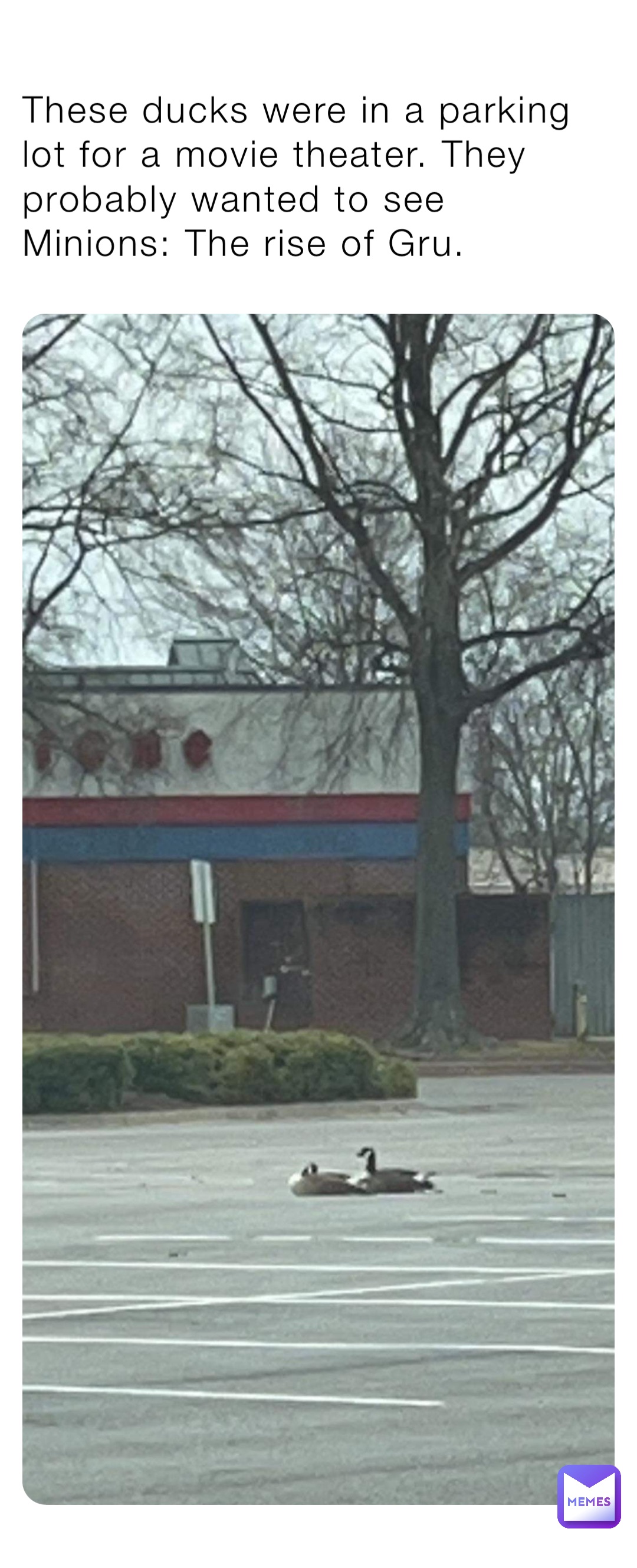 These ducks were in a parking lot for a movie theater. They probably wanted to see Minions: The rise of Gru.