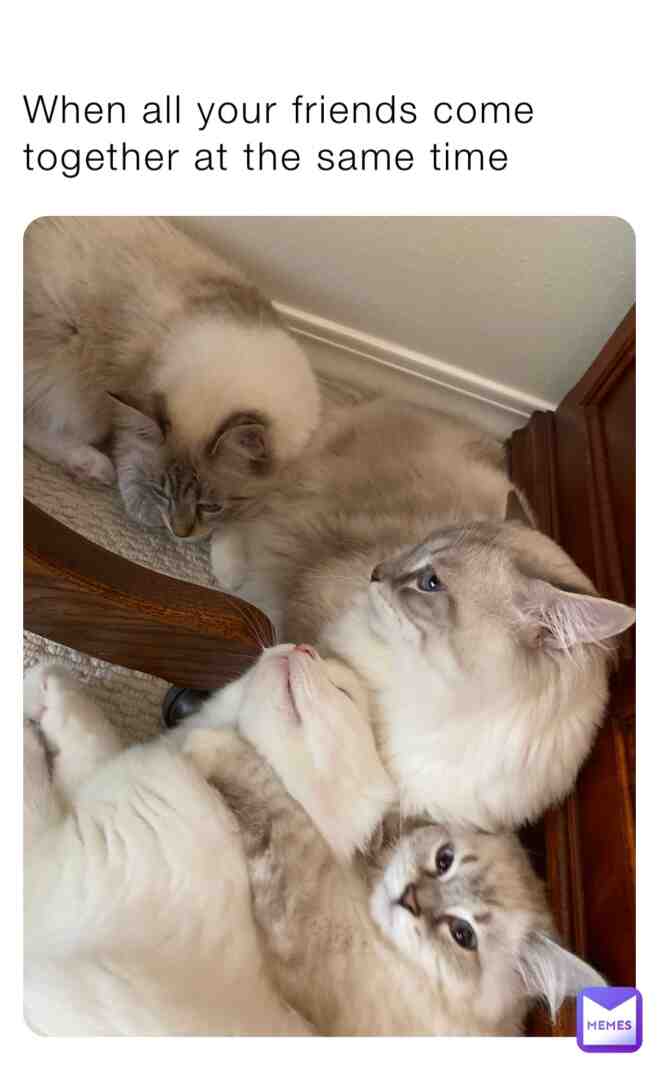 #friends #cats