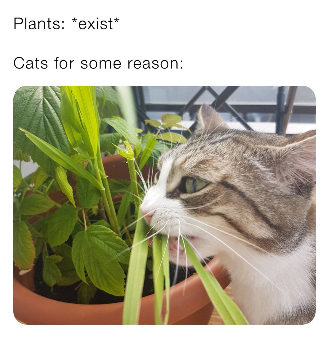 Plants: *exist*

Cats for some reason: