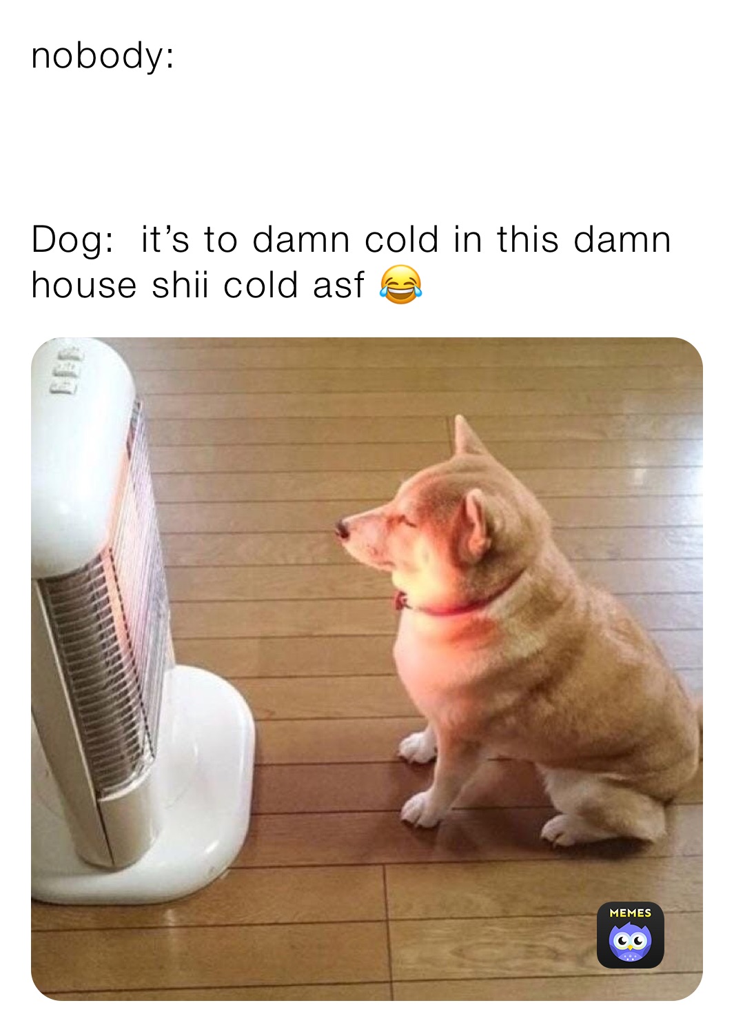 nobody:



Dog:  it’s to damn cold in this damn house shii cold asf 😂