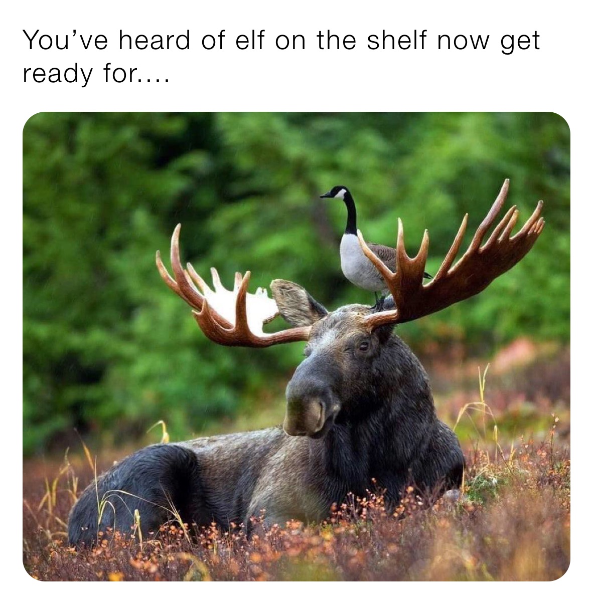 You’ve heard of elf on the shelf now get ready for....