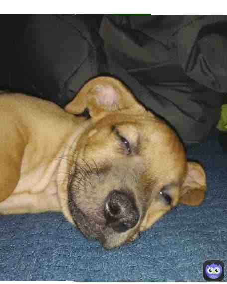 Thus is my dog named scooby