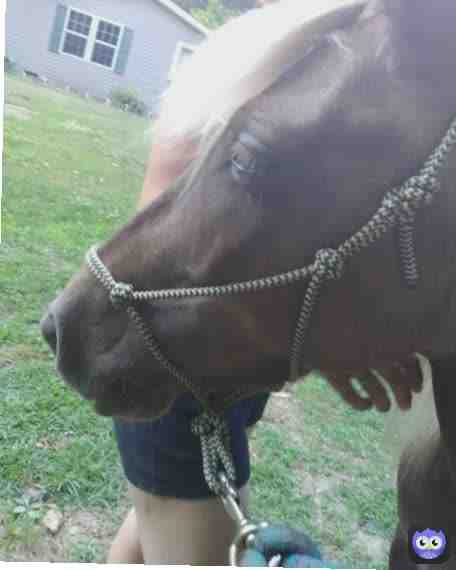 This is our pony named cloe