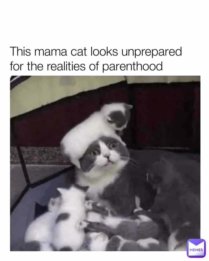 This mama cat looks unprepared for the realities of parenthood