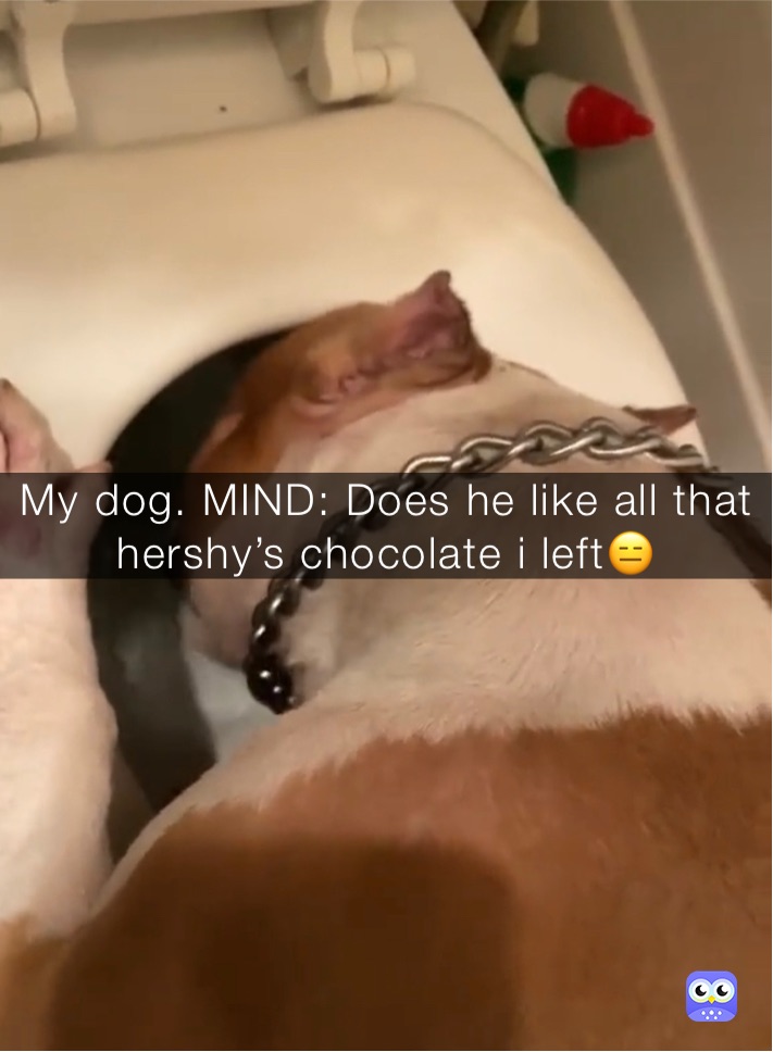 My dog. MIND: Does he like all that hershy’s chocolate i left😑