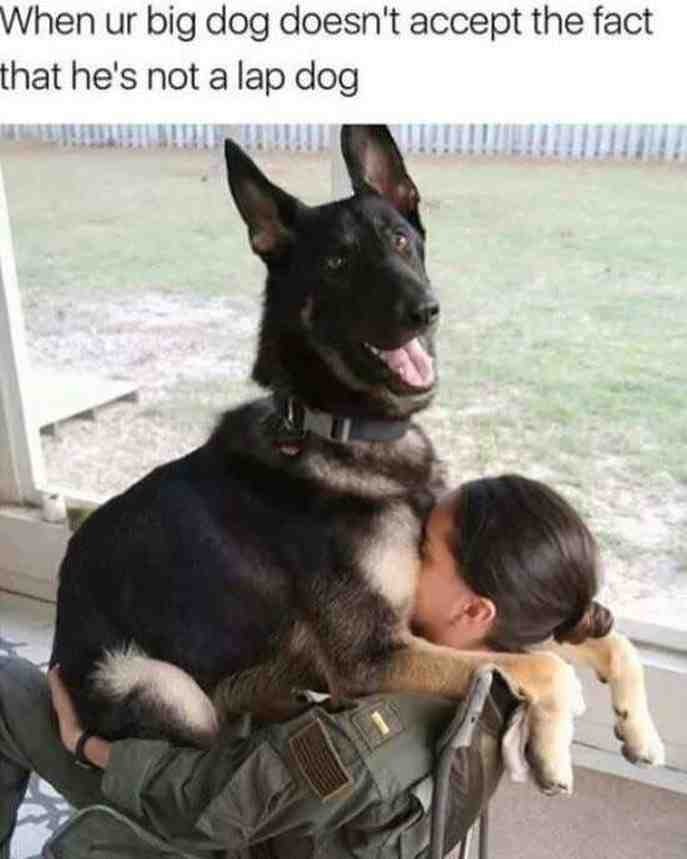 Meme shared by @Meme_king_2012