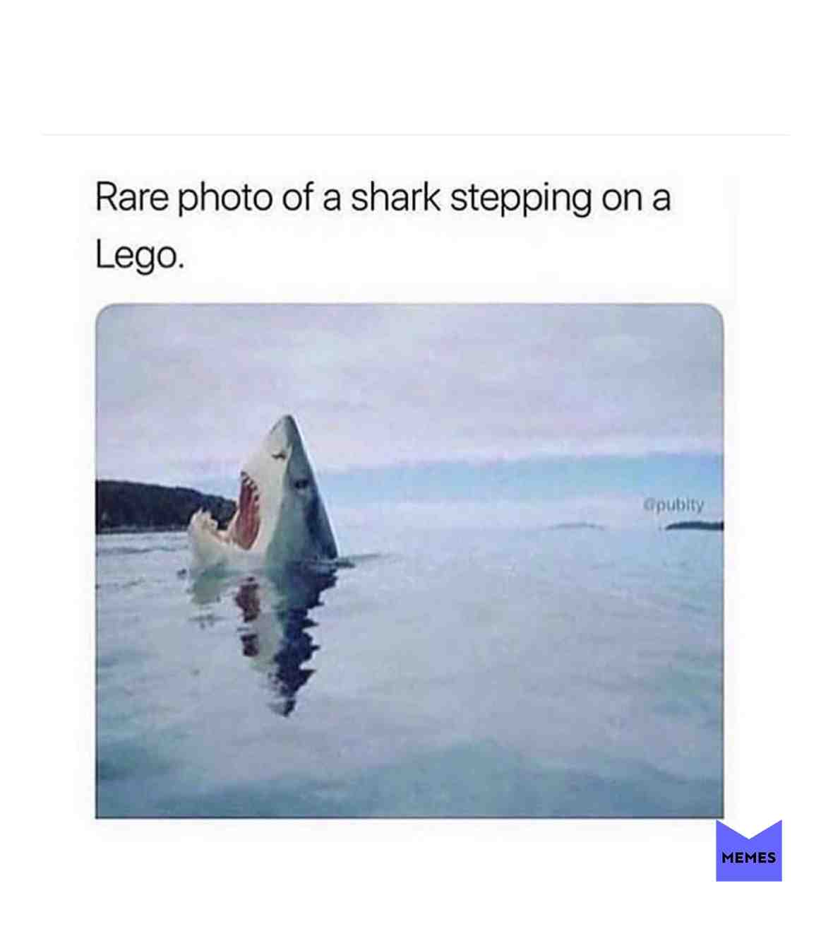 #memes #funnymemes #shark #sharkmemes #seamemes #sea #ocean #oceanmemes