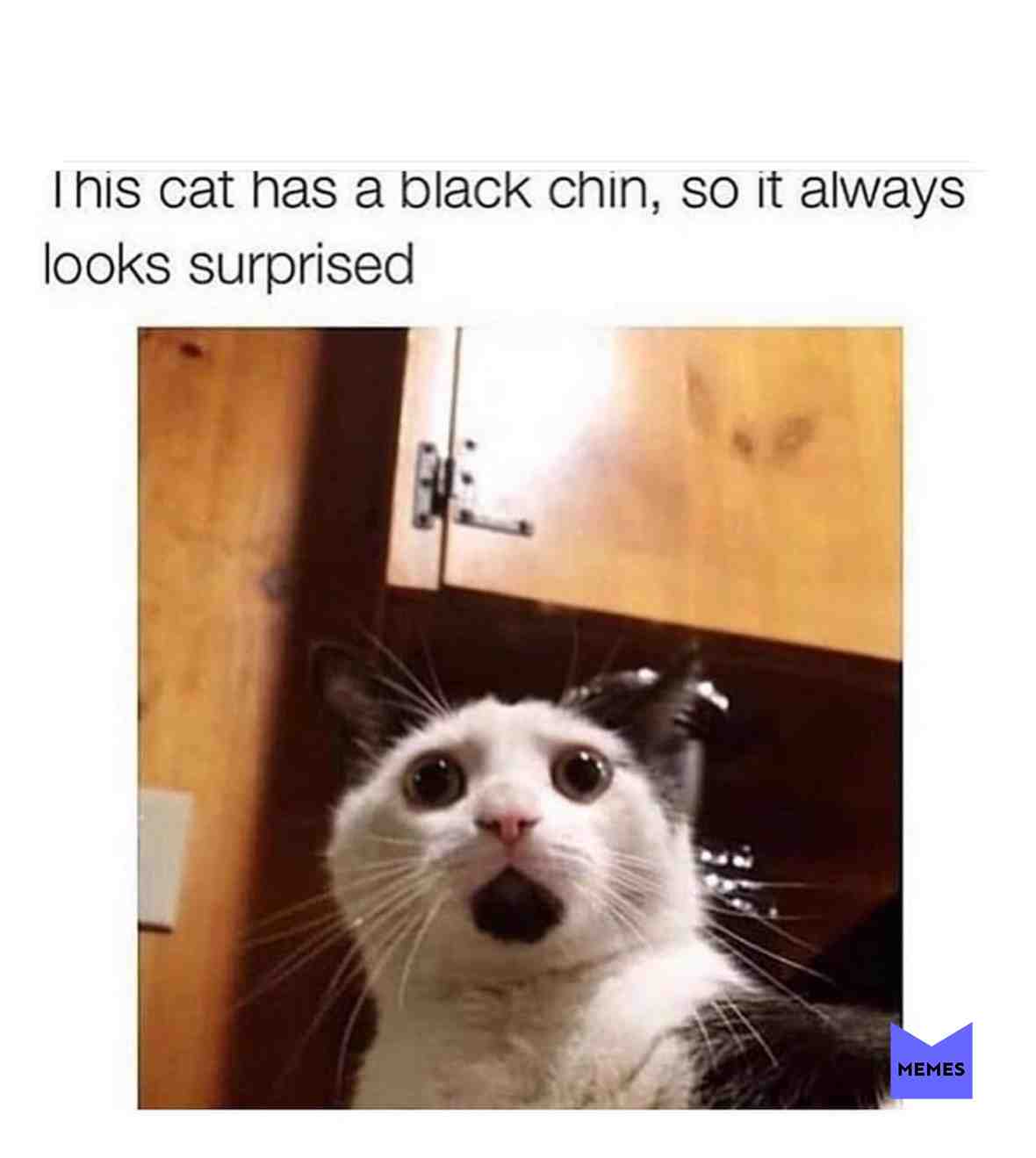 #memes #funnymemes #catmemes #cat #cats