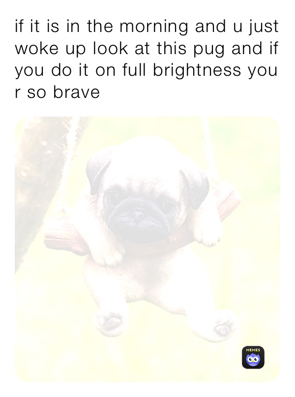 if it is in the morning and u just woke up look at this pug and if you do it on full brightness you r so brave