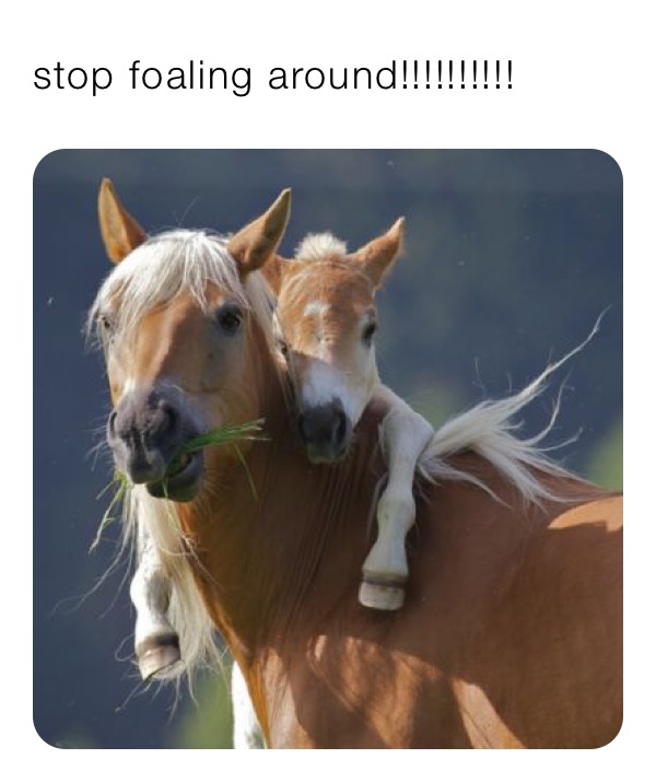 stop foaling around!!!!!!!!!!