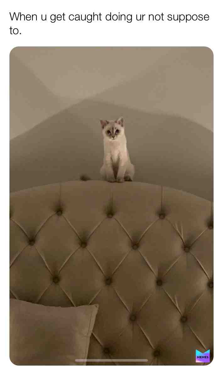 So true. This is my cat Milo. #relatable