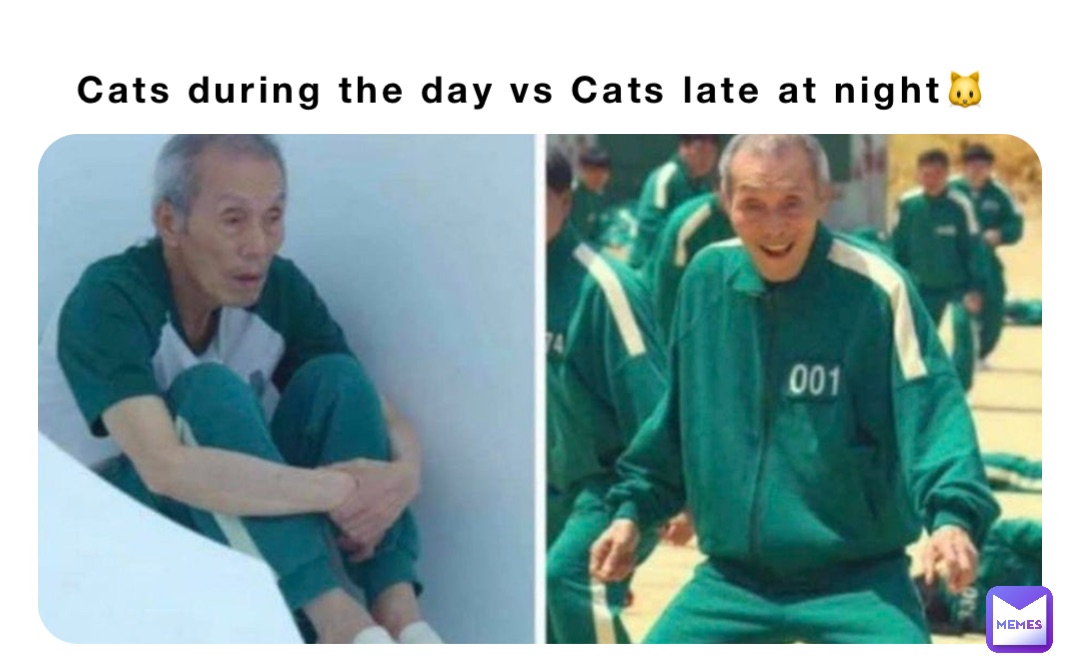 Cats during the day vs Cats late at night🐱