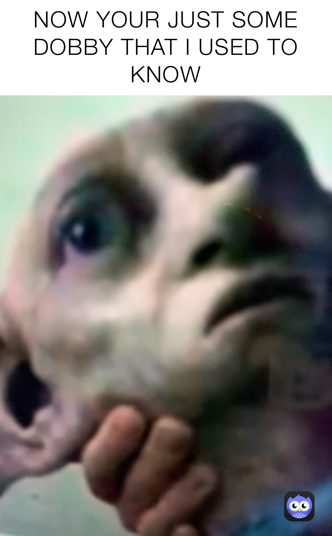 NOW YOUR JUST SOME DOBBY THAT I USED TO KNOW